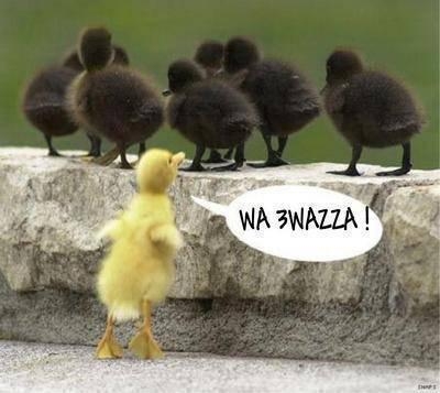 wa hiya hadik :d:d:d mdr